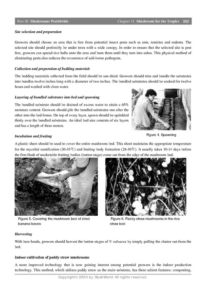 File:Volvariella growing.pdf · version 1.pdf